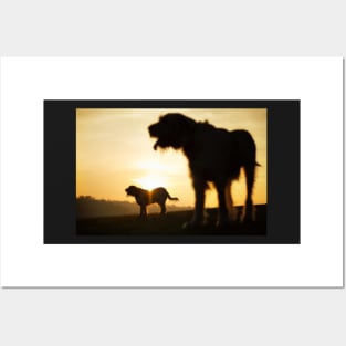 Italian Spinone Silhouettes Posters and Art